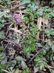 Corydalis sheareri