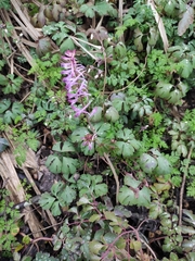 Corydalis sheareri