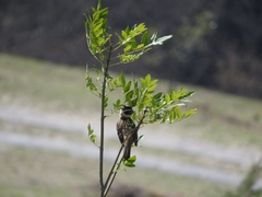 Pheucticus melanocephalus