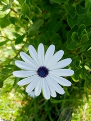 Dimorphotheca fruticosa