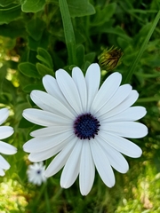 Dimorphotheca fruticosa