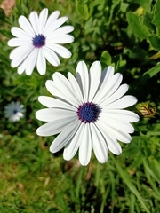 Dimorphotheca fruticosa