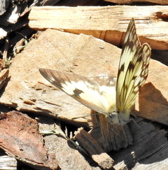 Belenois gidica abyssinica