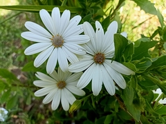 Dimorphotheca fruticosa