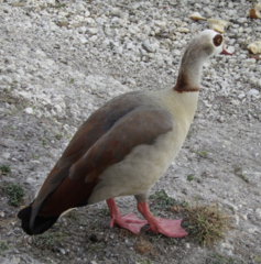 Alopochen aegyptiaca