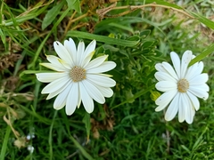 Dimorphotheca fruticosa