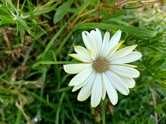 Dimorphotheca fruticosa