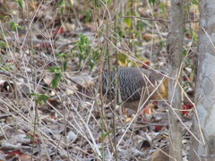 Crypturellus cinnamomeus