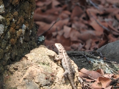 Sceloporus spinosus