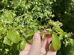 Cornus asperifolia