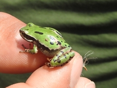 Hyla plicata