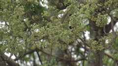 Plagianthus regius