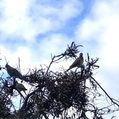 Streptopelia senegalensis