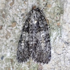 Acronicta