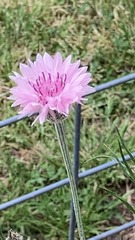 Asteraceae