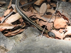 Thamnophis cyrtopsis collaris