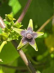 Gonolobus suberosus suberosus