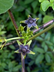 Gonolobus suberosus suberosus