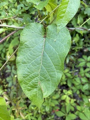 Gonolobus suberosus suberosus