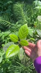 Calycanthus occidentalis