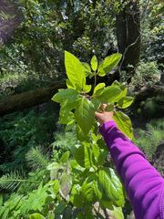 Calycanthus occidentalis