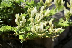 Astragalus iodanthus