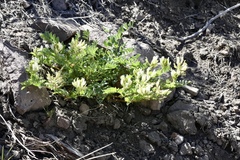 Astragalus iodanthus