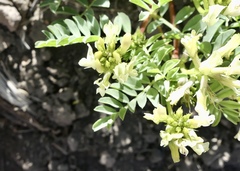 Astragalus iodanthus