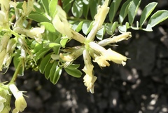 Astragalus iodanthus