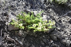 Astragalus iodanthus