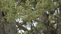 Plagianthus regius