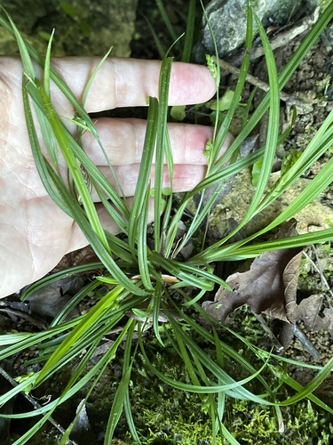 Thicket sedge (Carex abscondita)