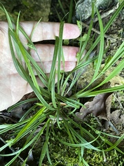 Image of Carex abscondita