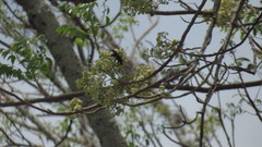 Plagianthus regius