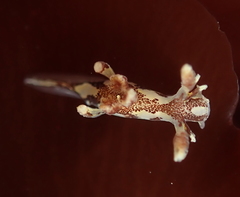 Ancula lentiginosa