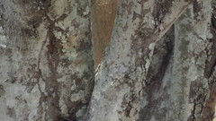 Plagianthus regius