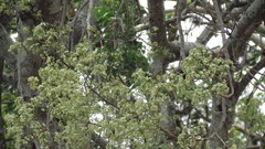 Plagianthus regius