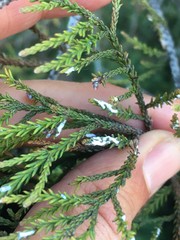 Paraferrisia podocarpi