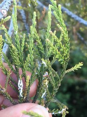 Paraferrisia podocarpi