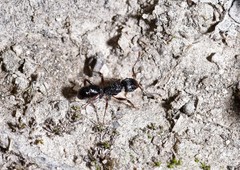 Rhytidoponera victoriae