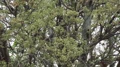 Plagianthus regius
