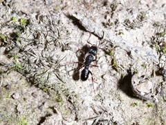 Rhytidoponera victoriae