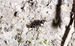 Rhytidoponera victoriae