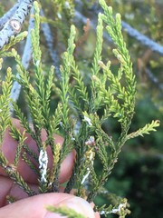 Paraferrisia podocarpi