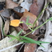 Pigea stellarioides - Photo no hay derechos reservados, uploaded by Richard Fuller