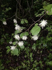 Fothergilla major
