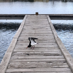 Haematopus longirostris