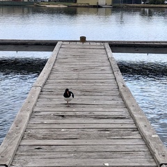 Haematopus longirostris