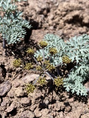 Cymopterus jonesii