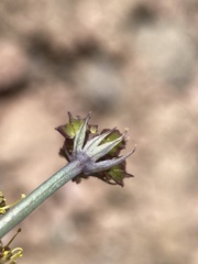 Cymopterus jonesii